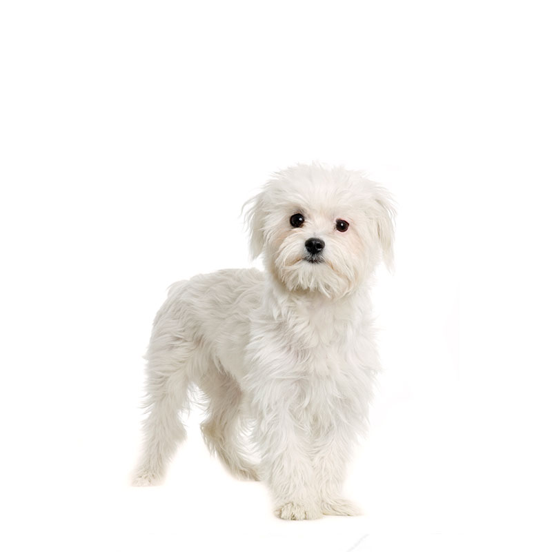 Küçük Irk / Yetişkin