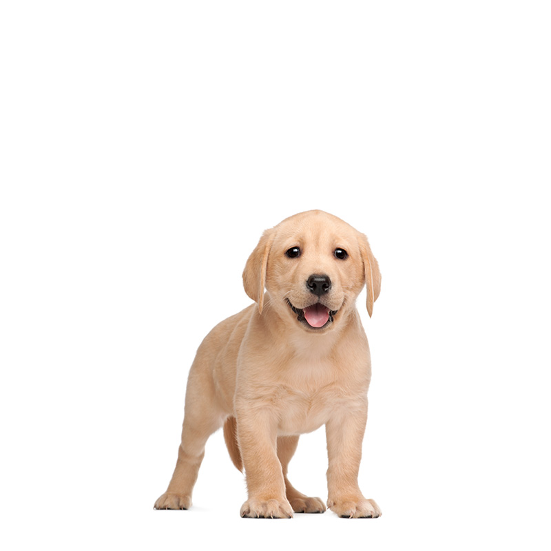 Orta ve Büyük Irk / Yavru