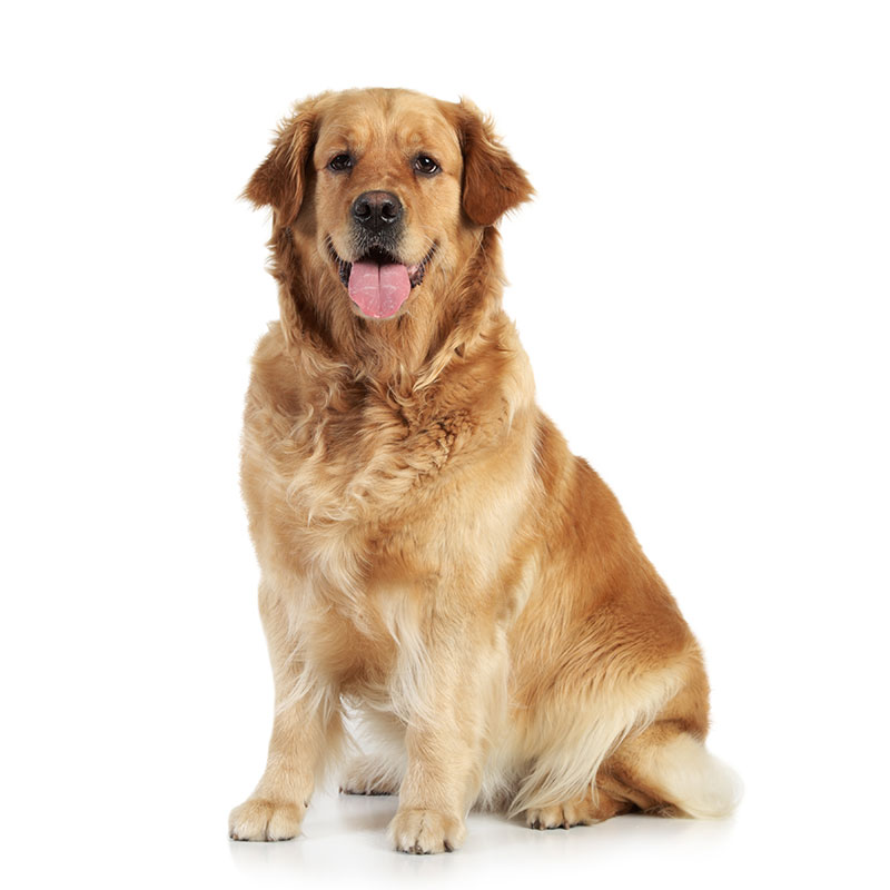 Orta ve Büyük Irk / Yetişkin