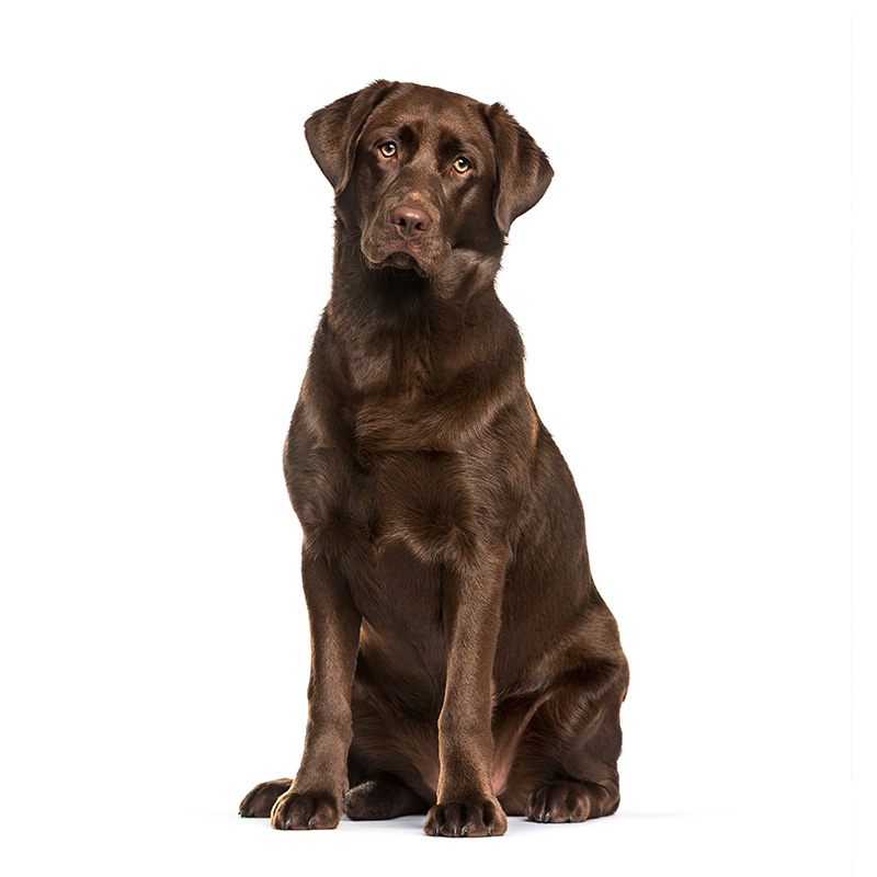 Köpek Ürünleri